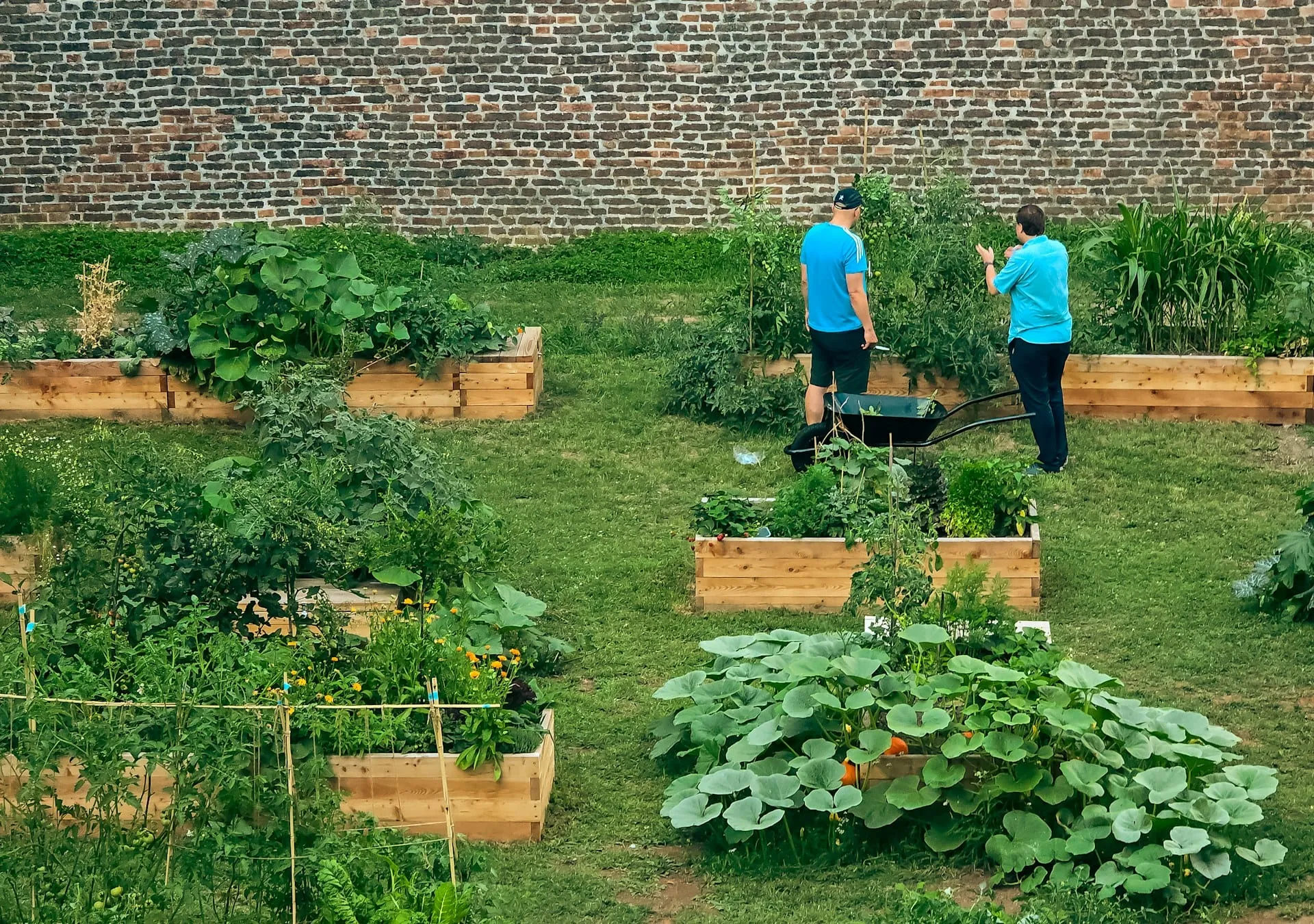 People tending raised beds in a community garden