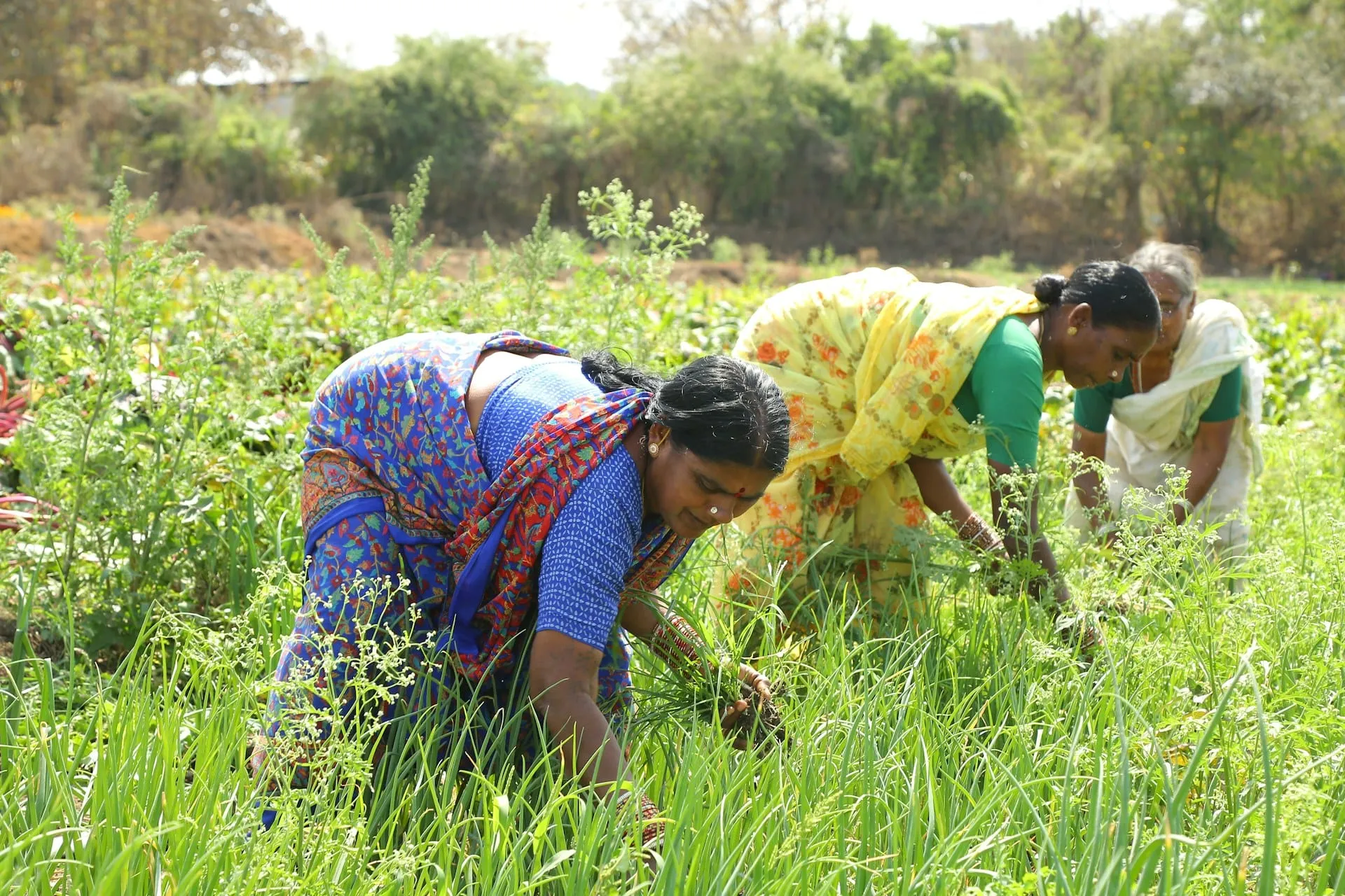 Women working together in a green field