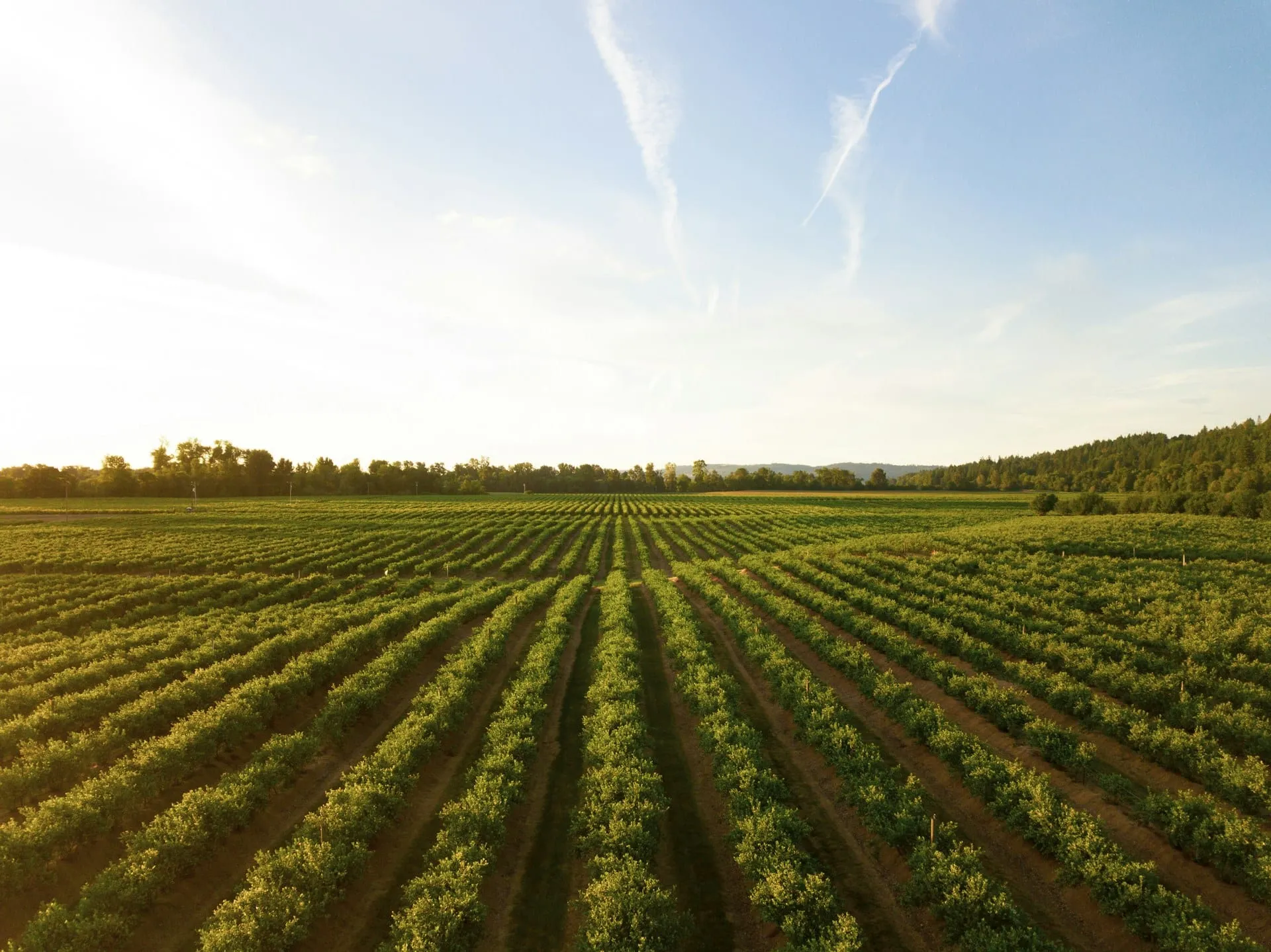 Rows of green crops in a field at sunset