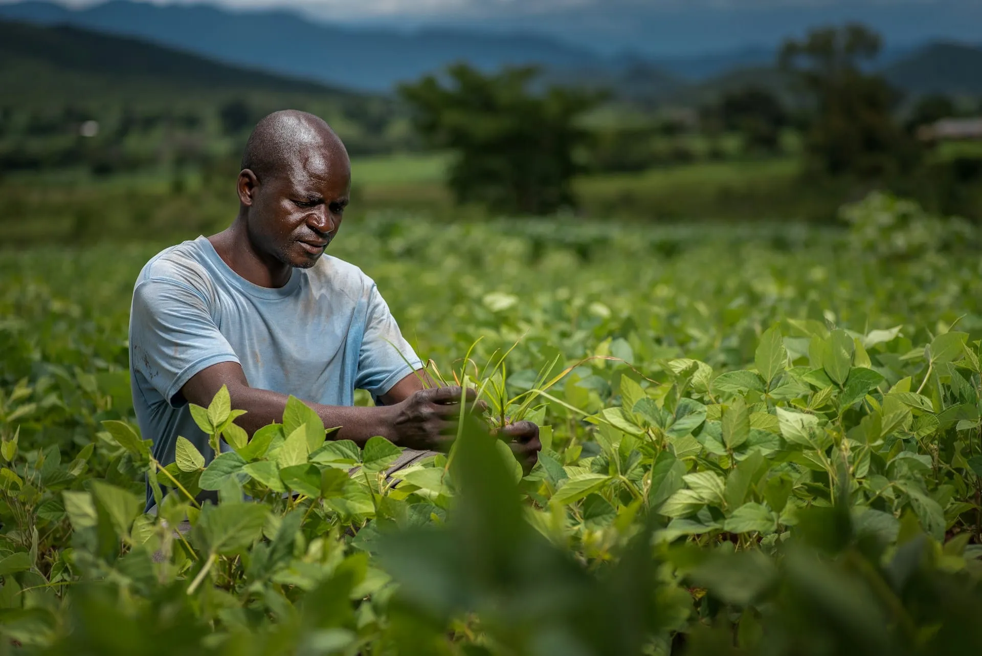A farmer tending his crops in a green field