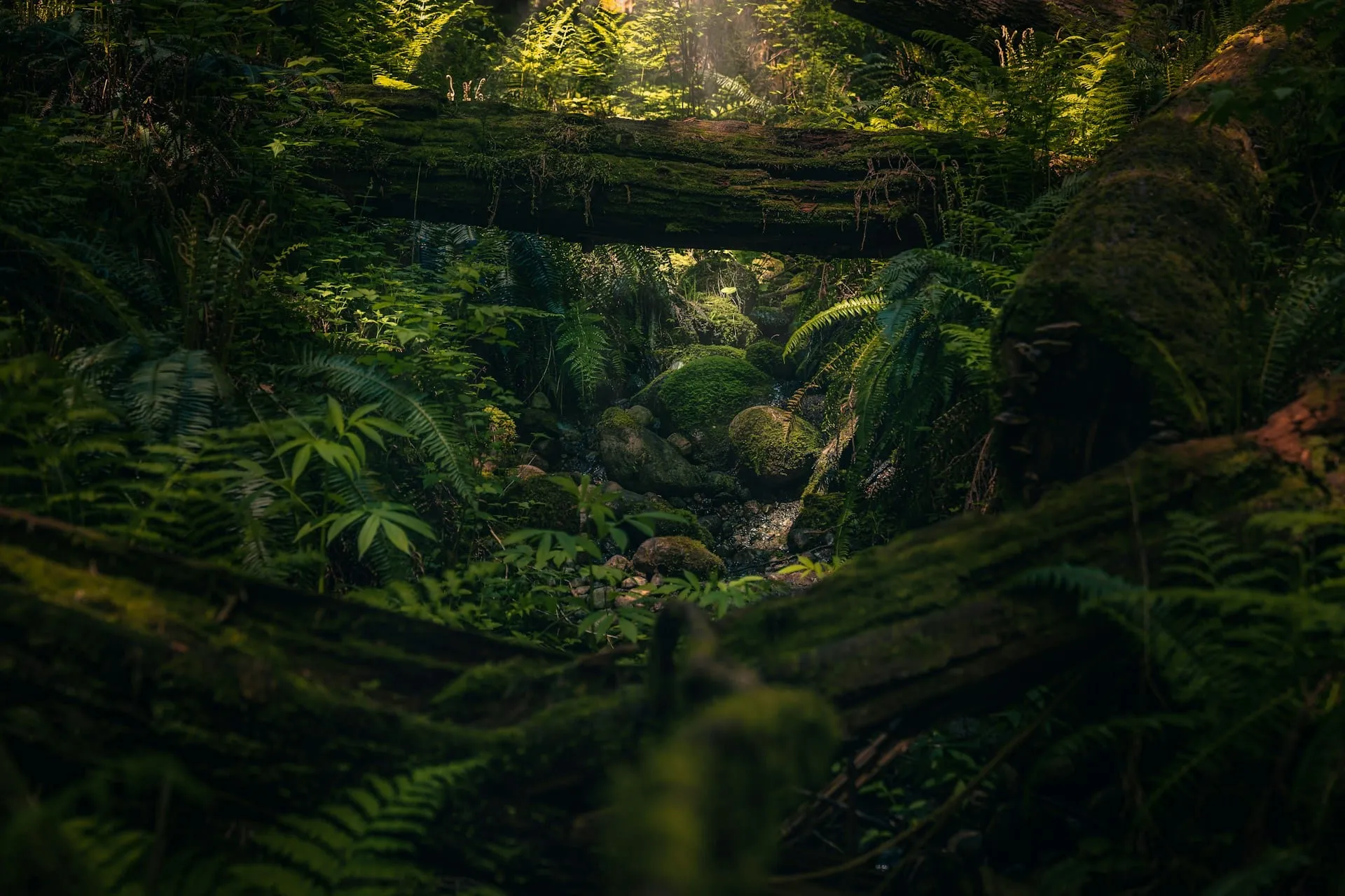 A deep green rainforest with ferns and moss