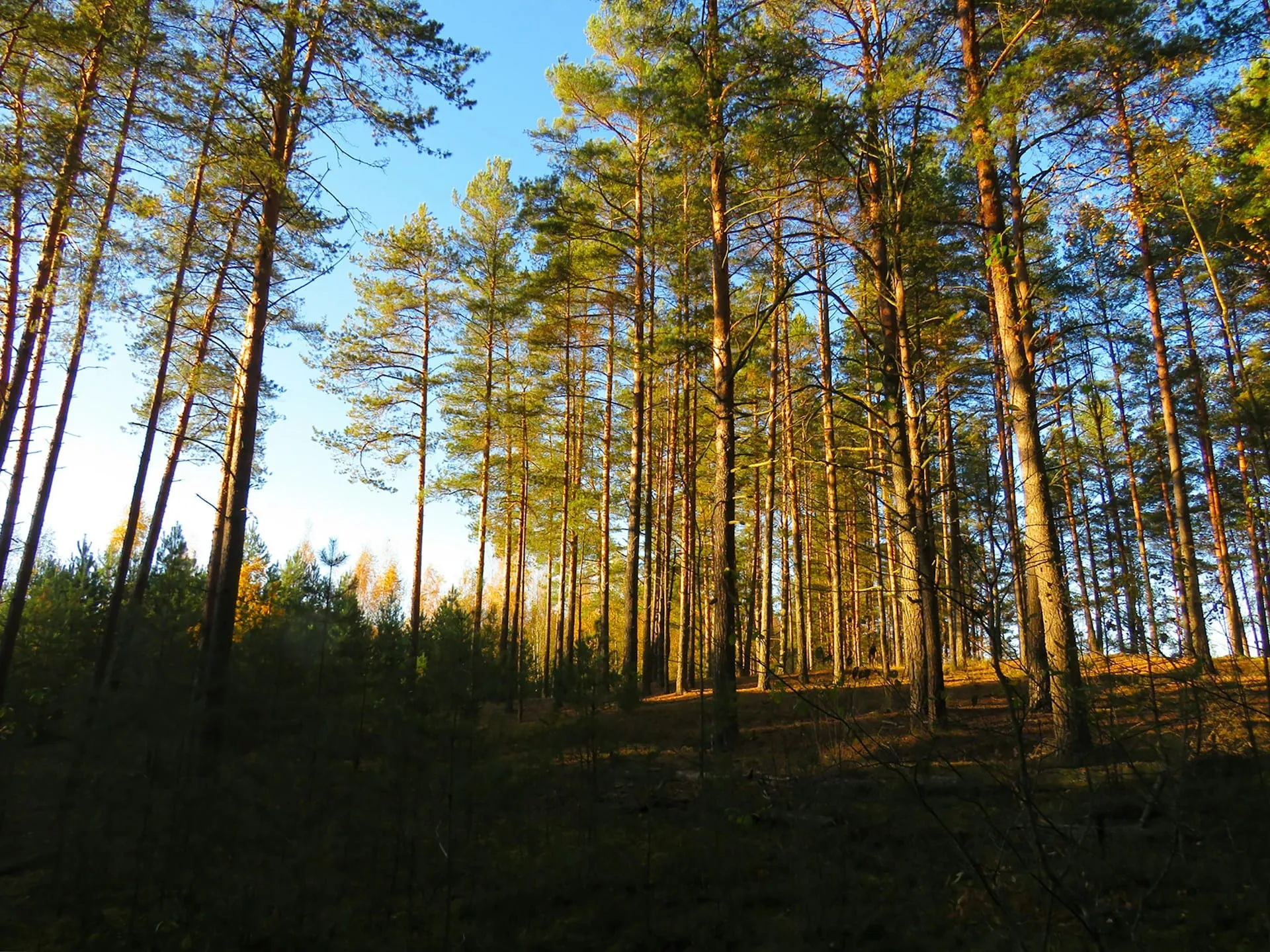 Sunlight shining through tall pine trees