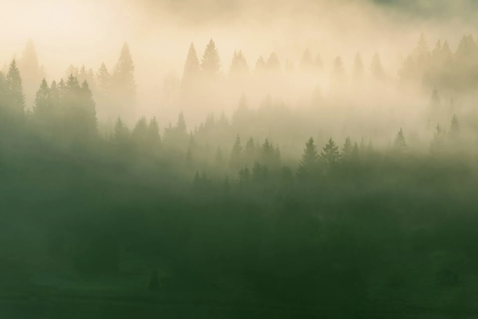 Golden mist rising over a forest
