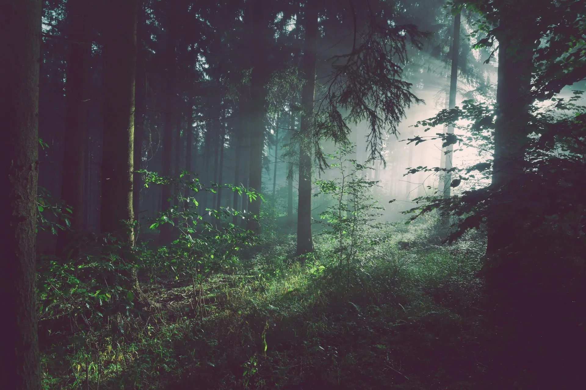 Soft light falling through a misty forest