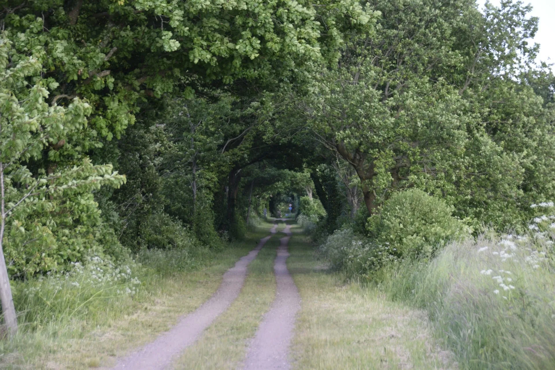 A country lane running through a tunnel of green trees