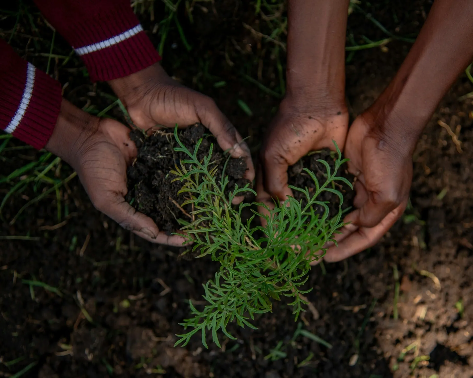 Two pairs of hands planting a small seedling
