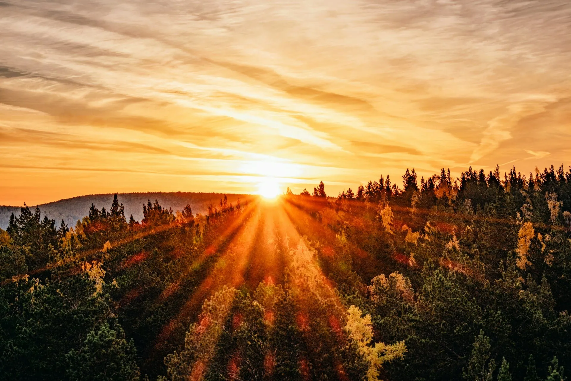 The sun rising over a pine forest