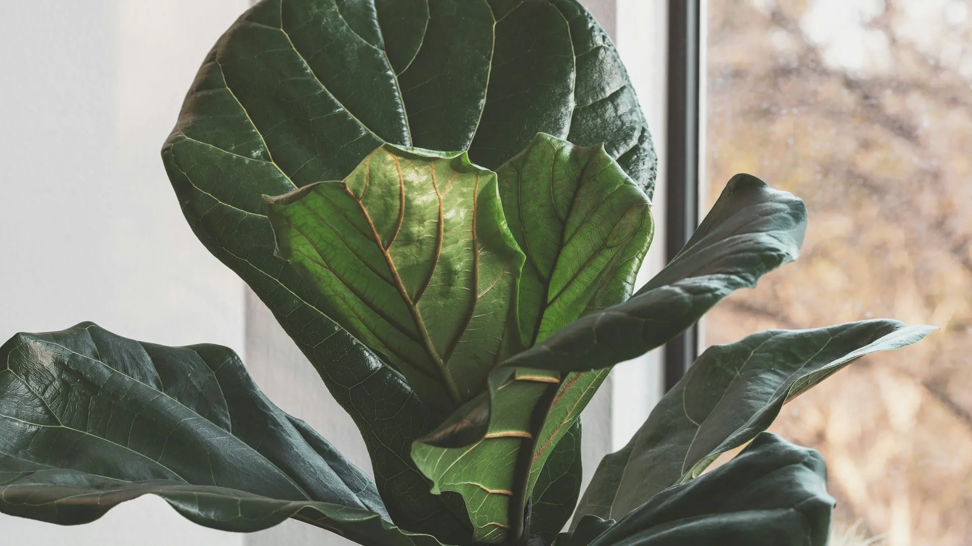 A large fiddle-leaf fig plant by a window
