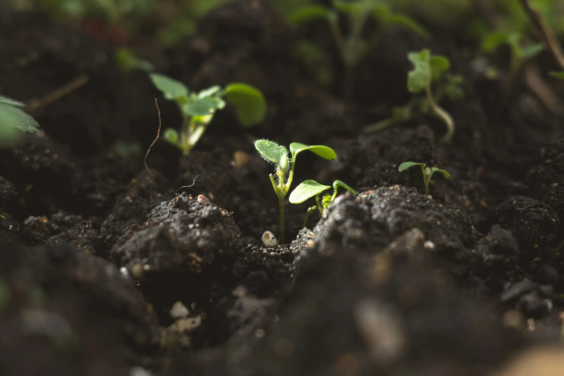 Young seedlings sprouting from dark soil