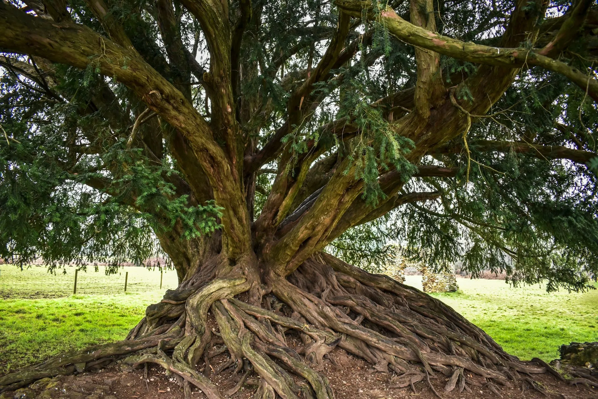 A great old tree with wide, spreading roots